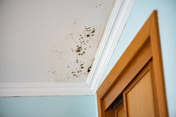 Best Mold Damage Repair  in Westwood, PA