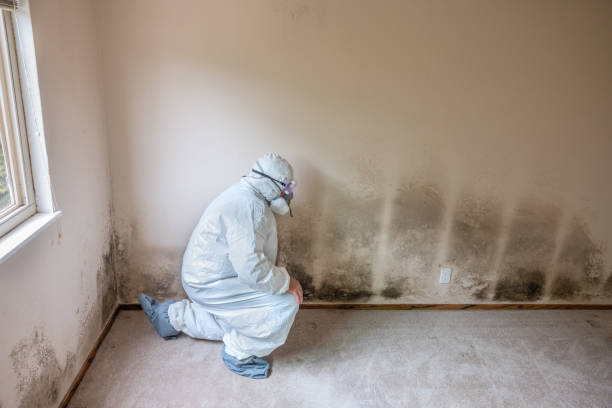 Best Mold Testing  in Westwood, PA