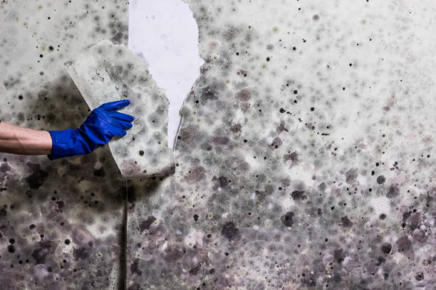 Best Affordable Mold Removal  in Westwood, PA